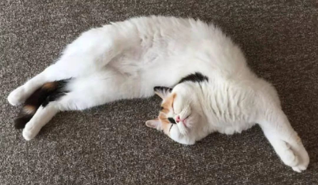 宠物界的柔术高手：“液体猫咪”，对老鼠来说简直就是噩梦