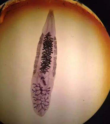 水产镜检虫图片,水产养殖常见虫类图