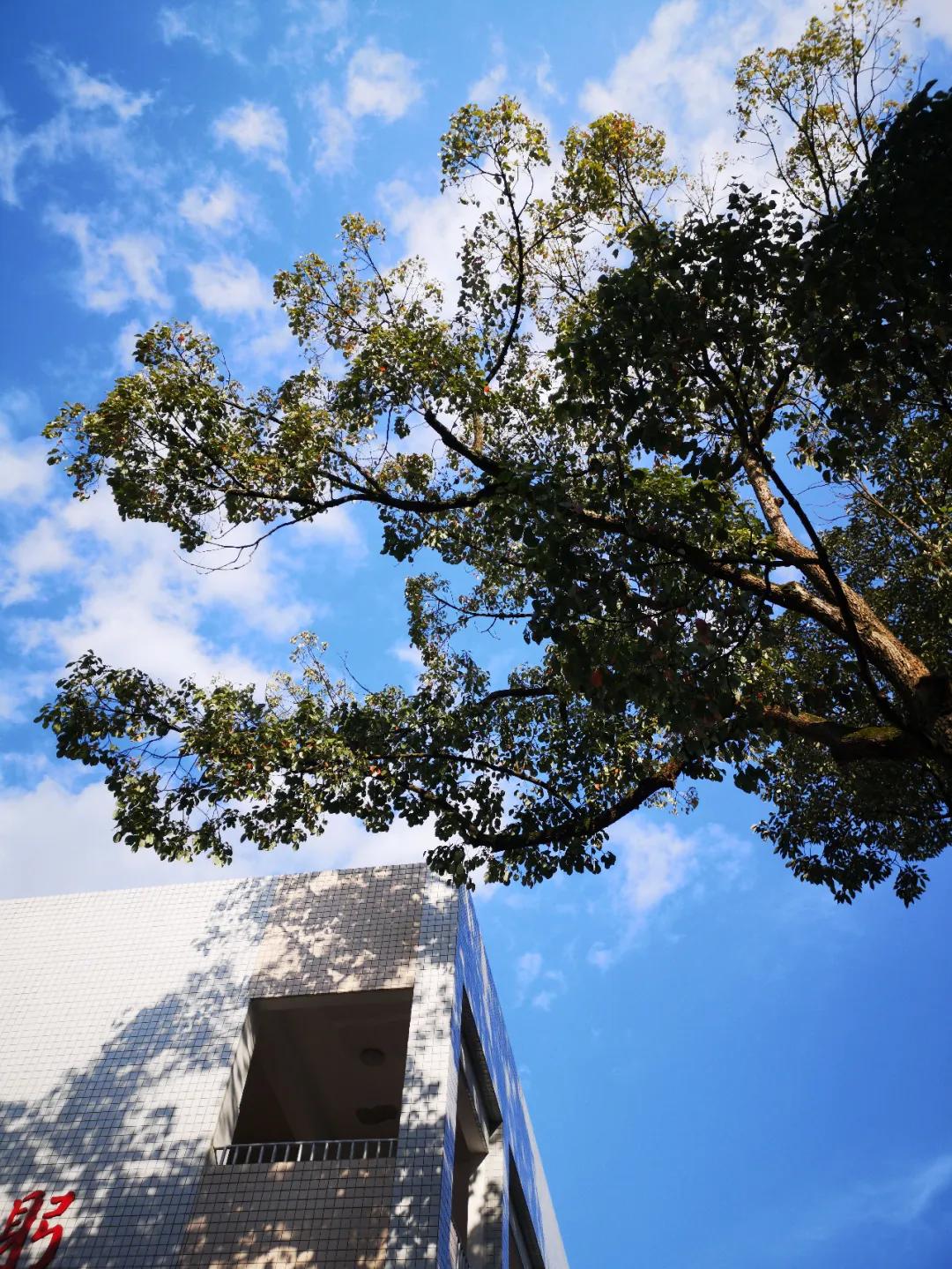 我把德阳市的校园春天寄给你