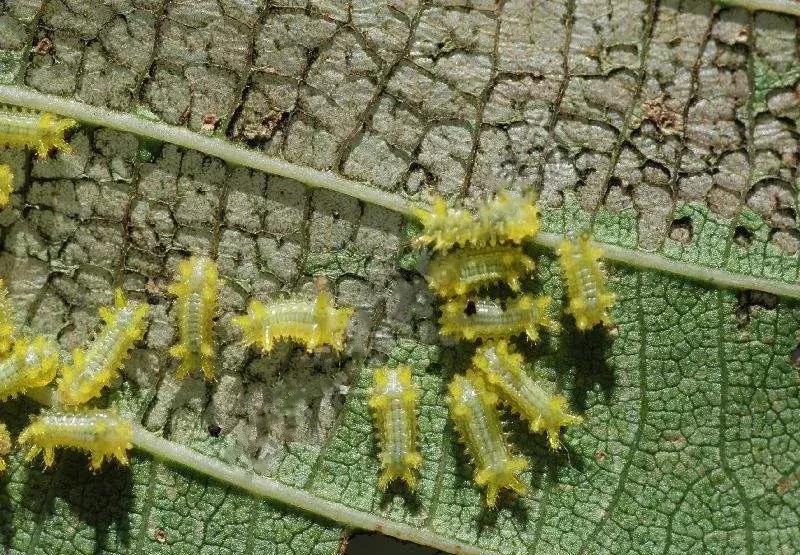 苹果虫害最佳防治方法,苹果各种虫害最佳防治时间