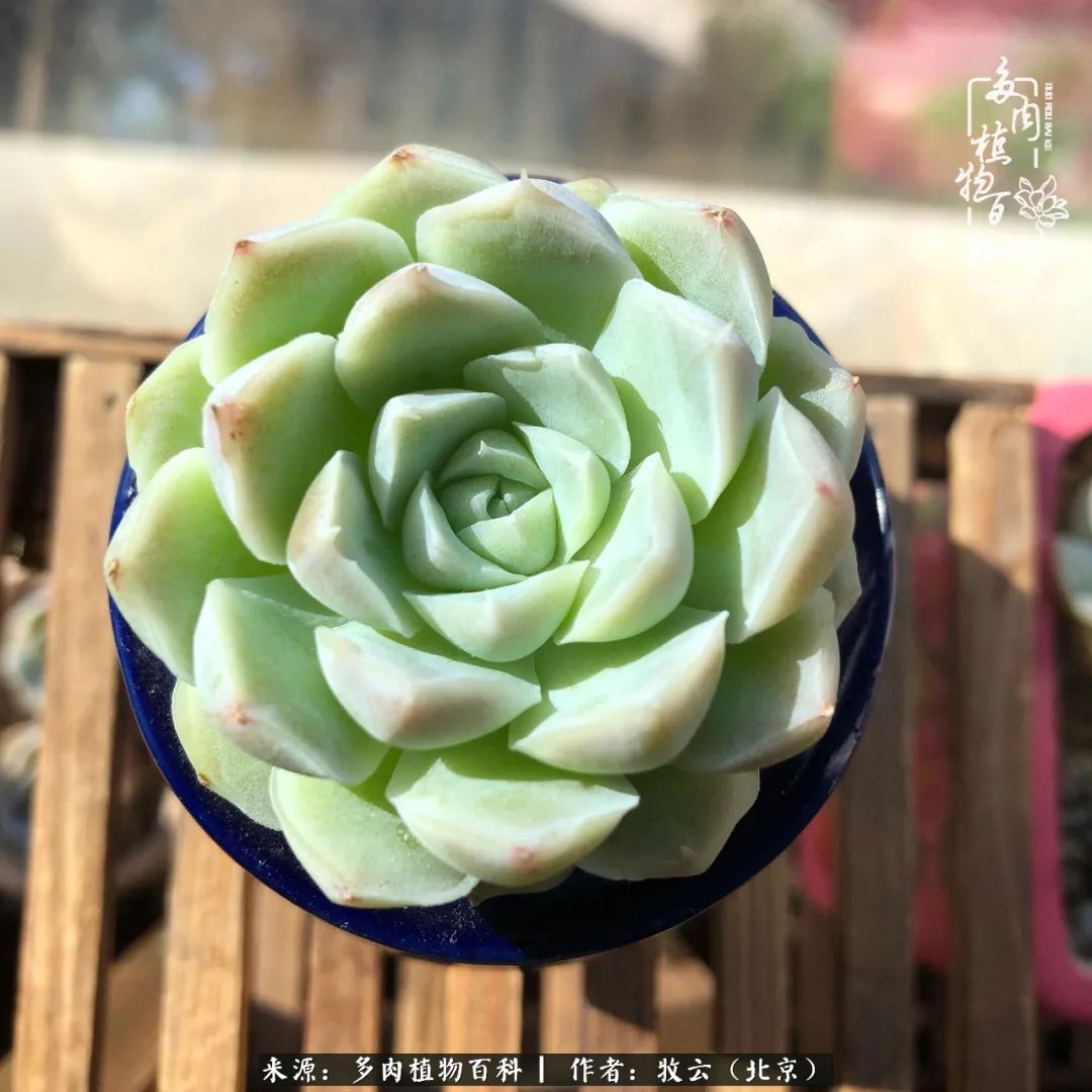 多肉植物一样的生机勃勃,多肉生活充满诗意