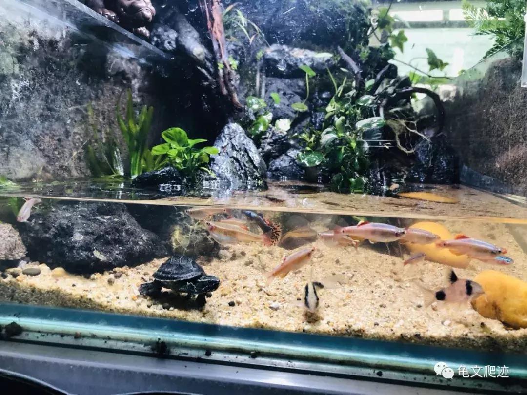 半水龟环境布置,最好玩的半水龟