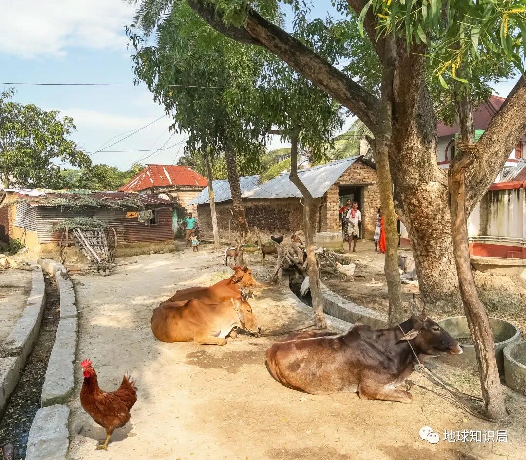 印度不让吃鸡肉吗,印度是不吃牛肉的国家吗