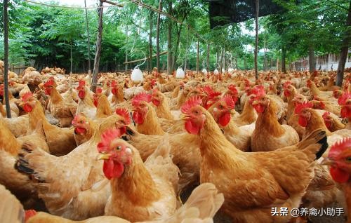 散养土鸡养殖成本计算方法有哪些,散养土鸡的成本与利润是多少