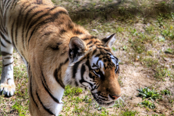 春游江淮请你来滁州版,春游江淮等您来