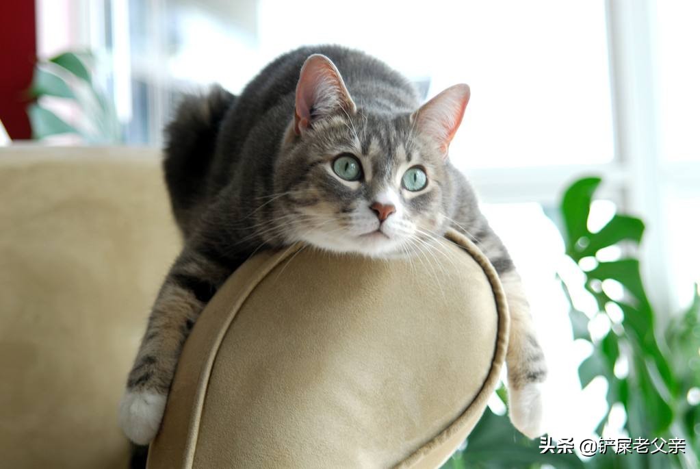 这几个动作说明猫咪在向你求救,突然的动作会给猫吓到抓狂