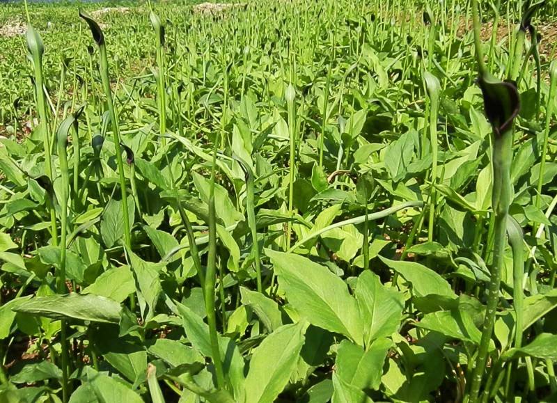 人参根腐病、三七根腐病、半夏软腐病等土传病害治理要点