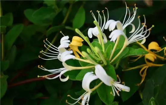 中草药各种花科普,花类的中草药有哪些