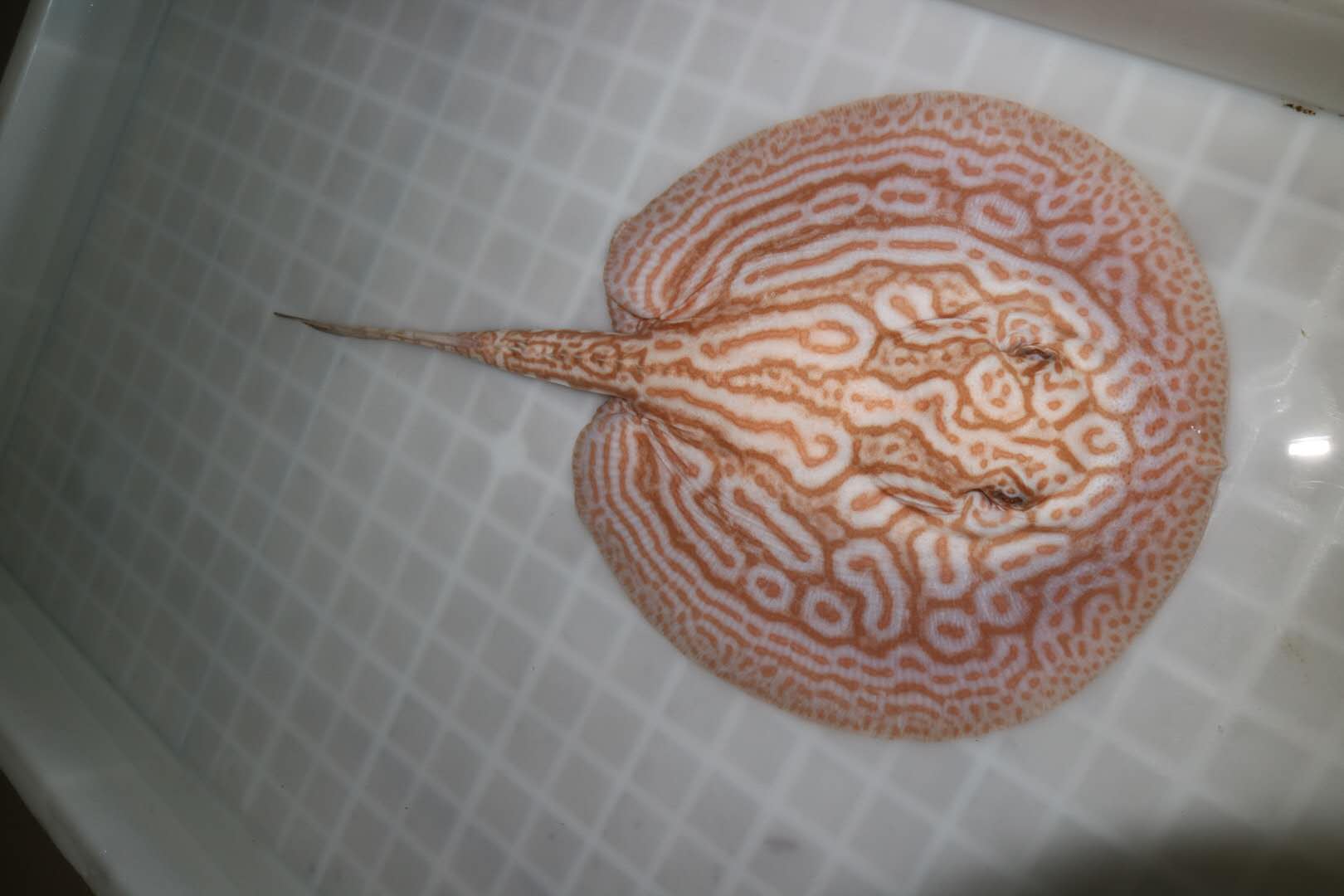 楠羽魟鱼,楠羽养鱼经全集