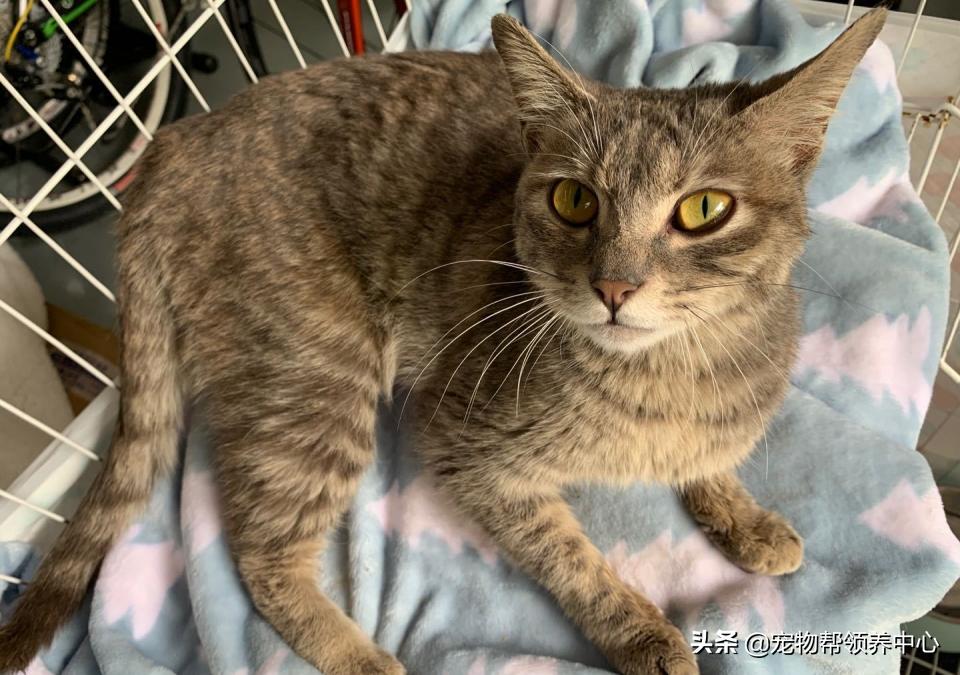 被遗弃的小法斗,法斗被遗弃