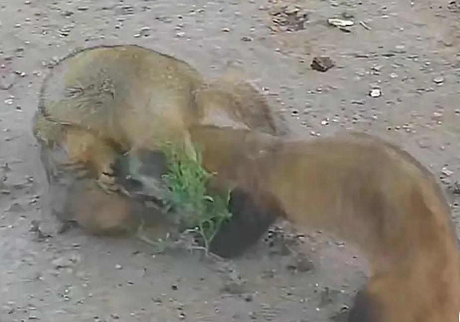 捕捉黄大仙的方法有哪些,黄大仙为什么怕黄鼠狼