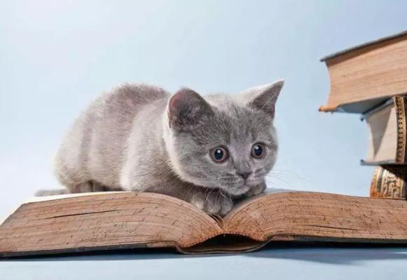 你知道猫咪的胡须为什么不能剪吗,为什么猫咪的胡须不能剪