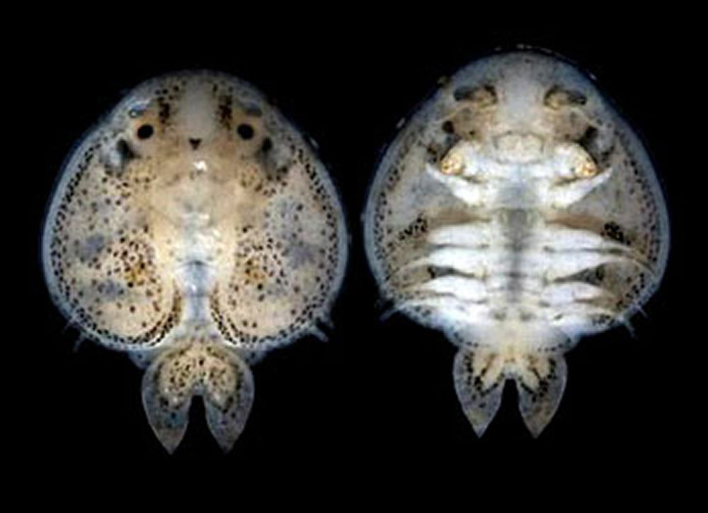 观赏鱼身上有小水珠粘液怎样清除,观赏鱼身上长虫子怎么办