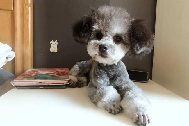 泰迪犬早上吐白色泡沫黄水,泰迪犬吐是怎么回事