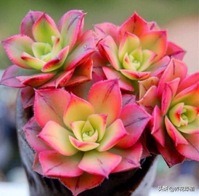 公共楼顶养多肉怎么防盗,多肉放楼顶会不会夏天晒死