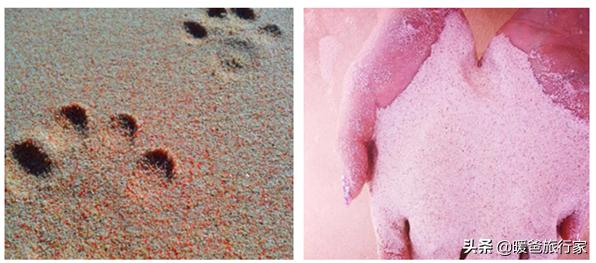 少女心炸裂的粉红沙滩真的很网红,网红打卡被人骗