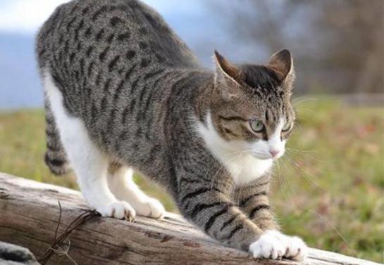 土猫难道真比不过宠物猫吗,洋猫土猫差距有多大网友太真实了