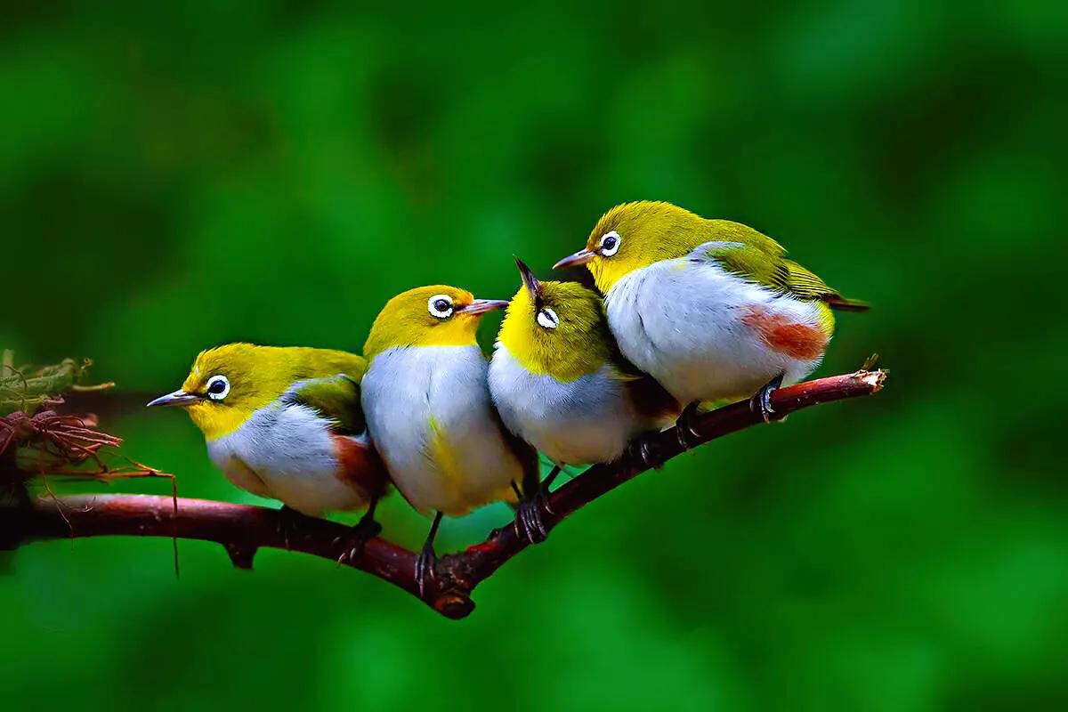 绣眼鸟叫声,绣眼鸟的视频欣赏