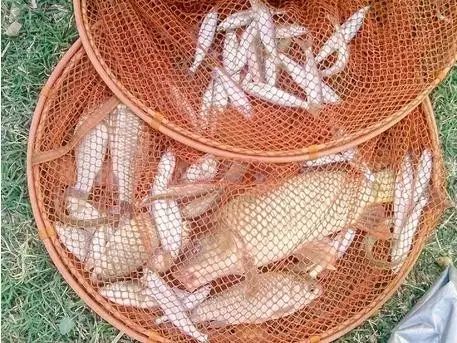 散炮避小鱼方法,水拉饵和摇三摇哪个避小鱼