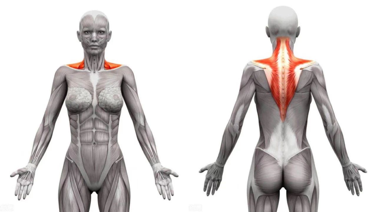 一个动作让你脖子变细,脖子又短又粗怎么办