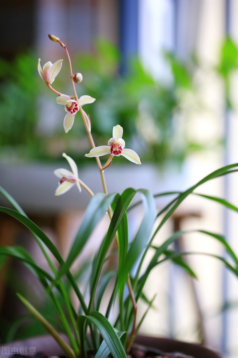 北京地区建兰几月施磷钾肥催花,建兰怎样才能开花5个诀窍