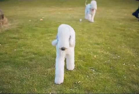 新生宠物狗怎么教,宠物小知识怎么训狗