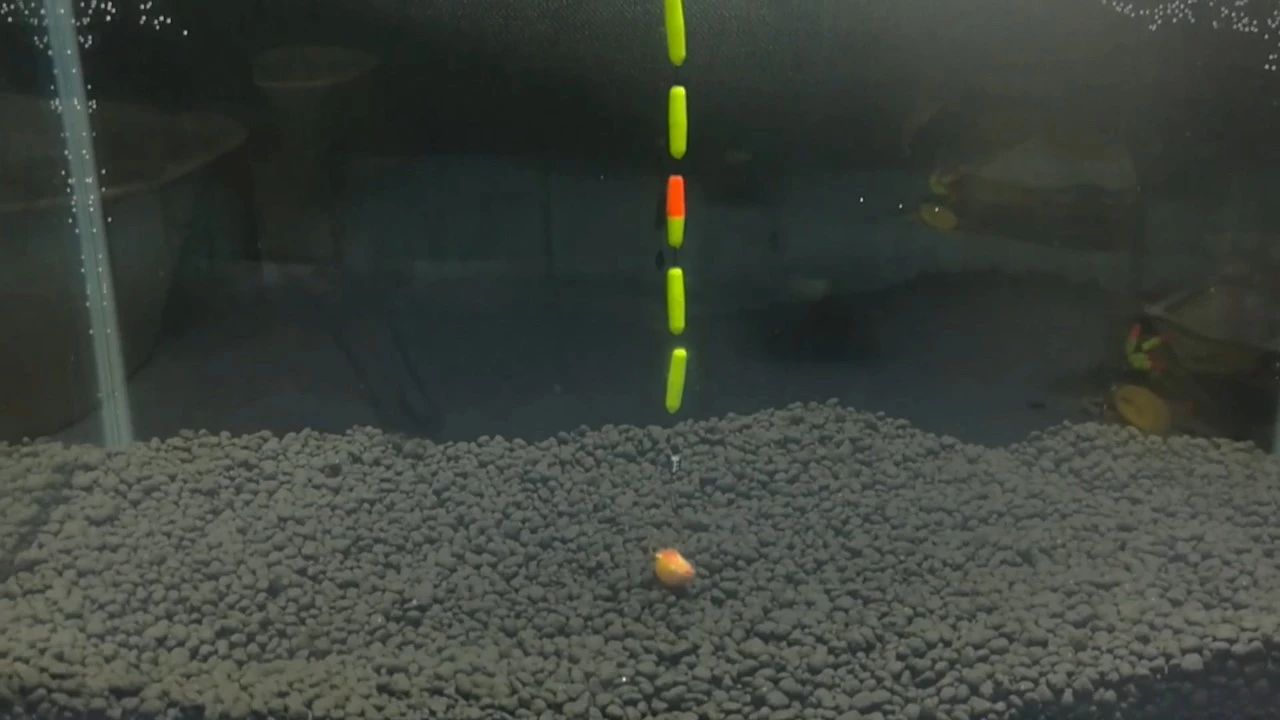 逗钓实操调漂技巧图解大全,钓鱼传统钓法是怎么调漂的