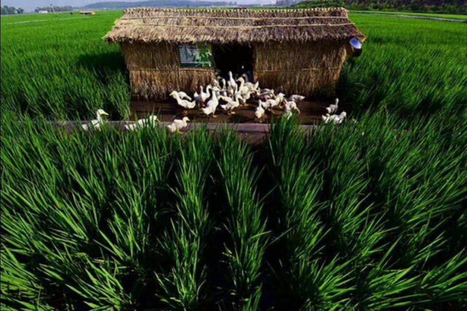 五常大米属于什么米种,五常大米怎么煮最好