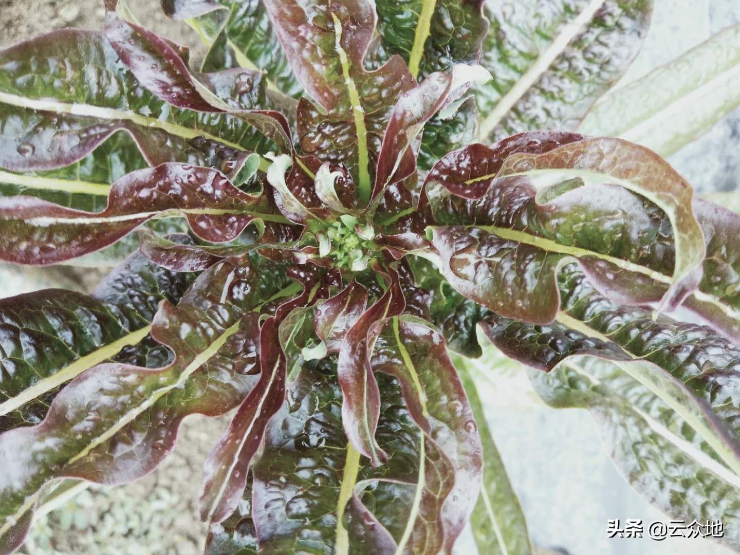 莴笋控旺什么药效果好,莴笋控旺用多效唑行吗