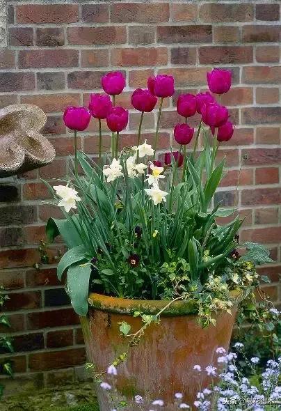 郁金香的种植方法及养护,郁金香养护方法及注意事项