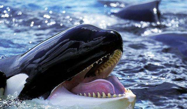 虎鲸捕杀地球上最大的蓝鲸,虎鲸天敌vs蓝鲸