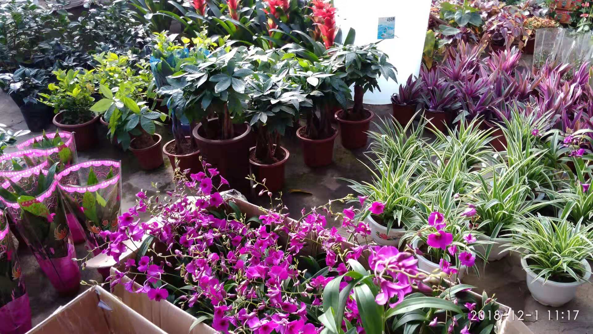 沈阳花卉市场扔花的地方,沈阳花卉市场