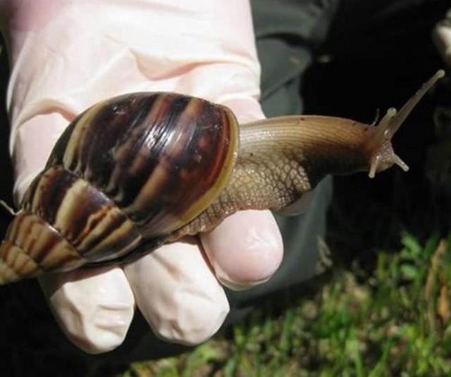 非洲的“大蜗牛”，能取食同伴消化水泥，国内吃货：束手无策