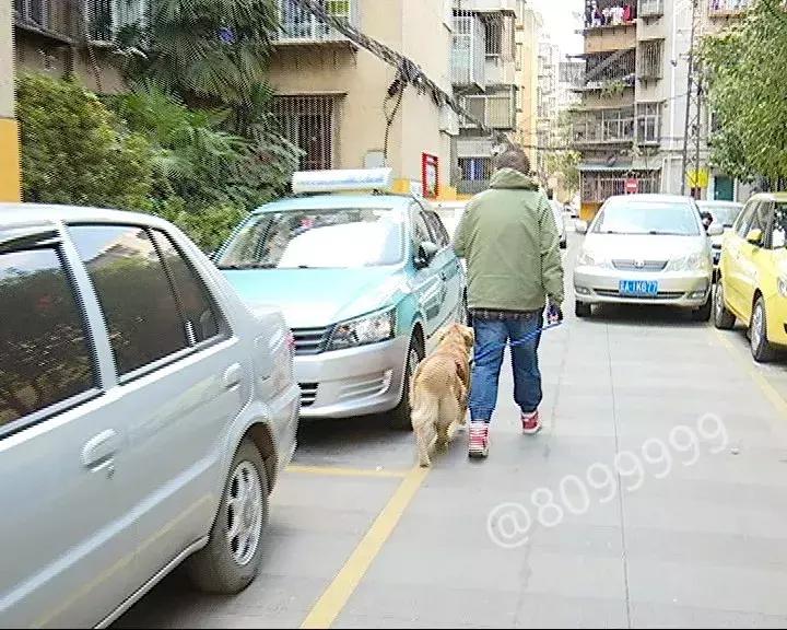 办了狗证有什么权利,狗证是一年一办吗