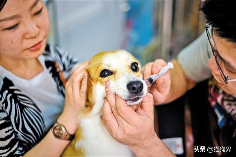 给狗狗喂药小窍门,狗狗感冒喂药一天喂几次呢