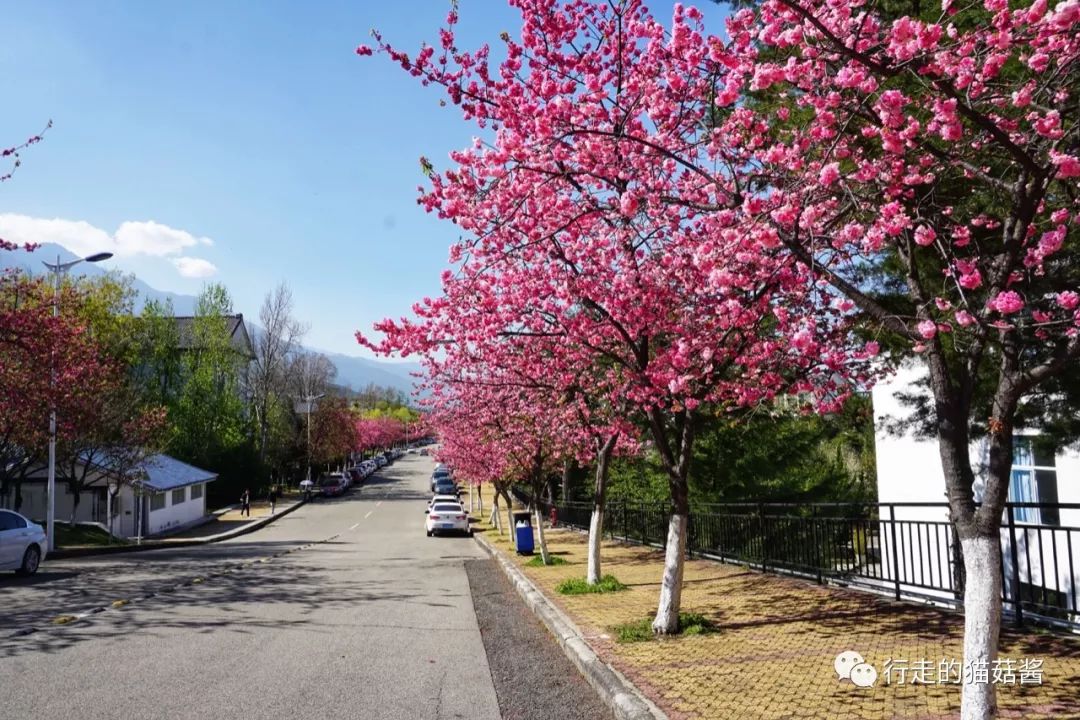 去大理旅行带什么吃的方便些,大理旅游必吃攻略