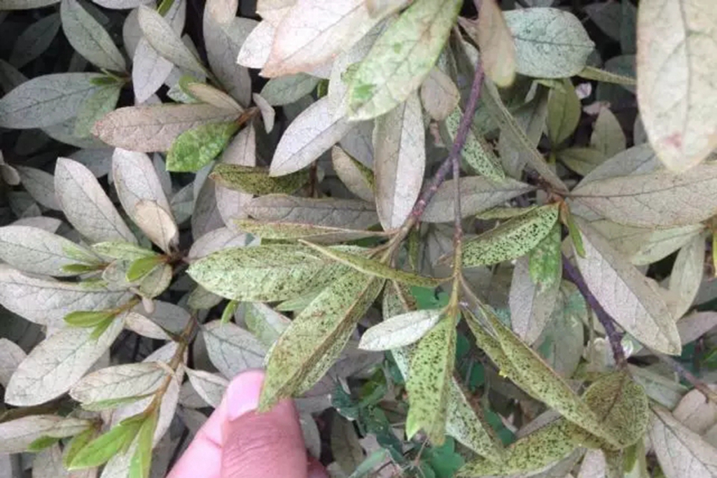 我的杜鹃花叶子发黑掉落咋办,我的杜鹃花嫩枝干枯怎样救治