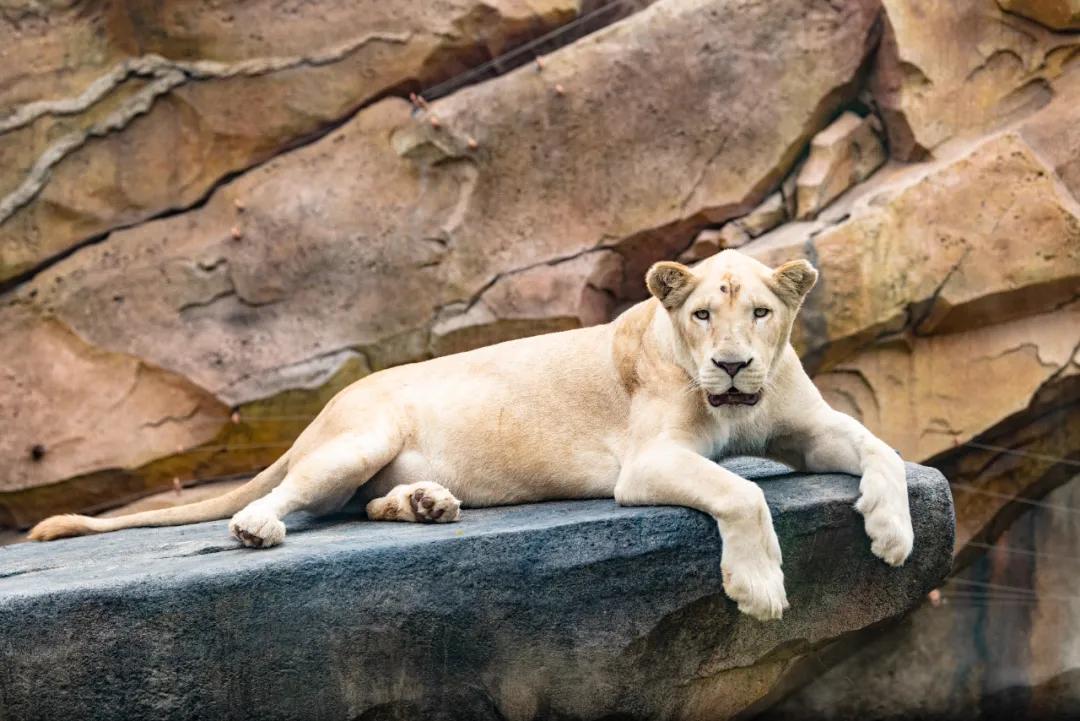 野生动物王国值不值得去,北方新开的动物王国