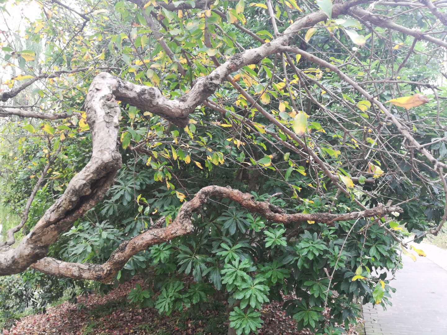 徒步无锡古运河寻找美景,无锡最美沿太湖路线