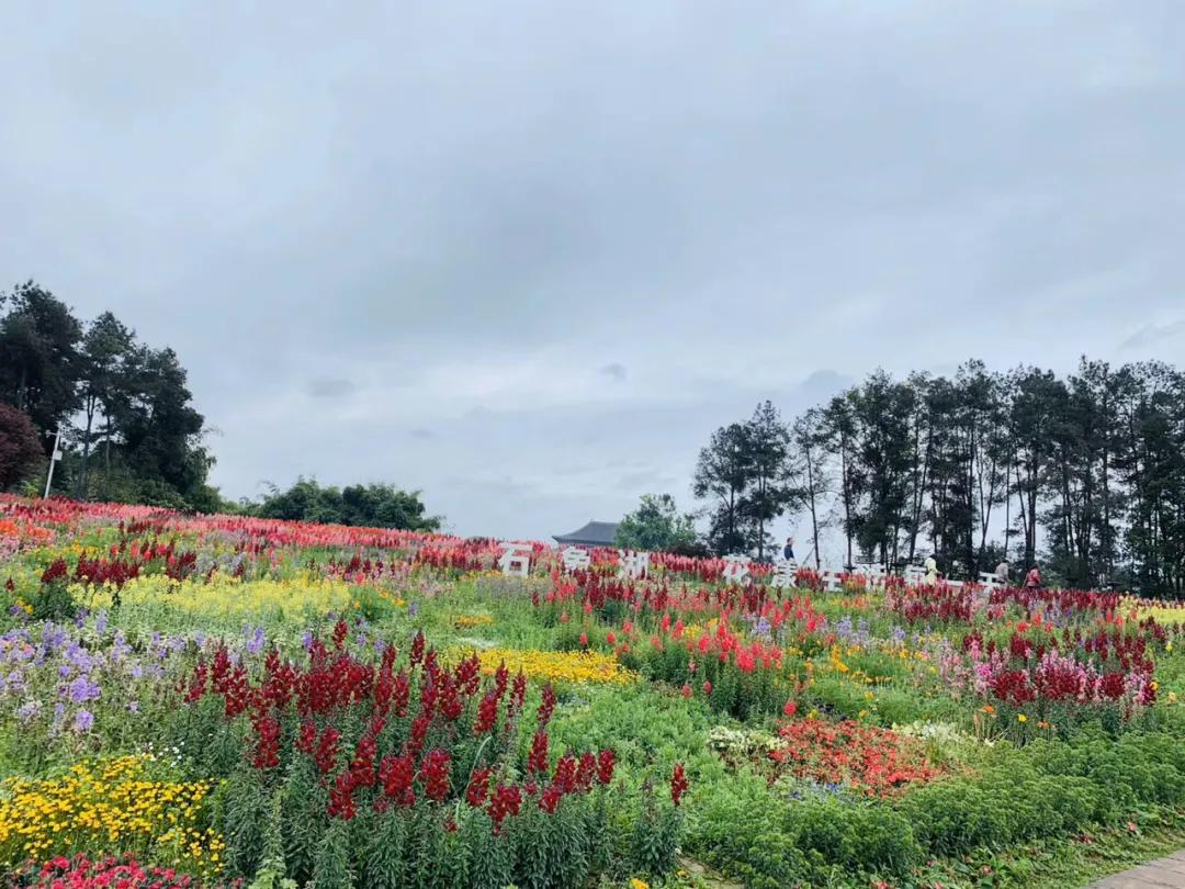 五一花海门票特惠团购,五一花海门票免费送