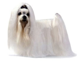 最受欢迎的四大宠物狗你养了吗,比较可爱乖巧的宠物狗有哪些