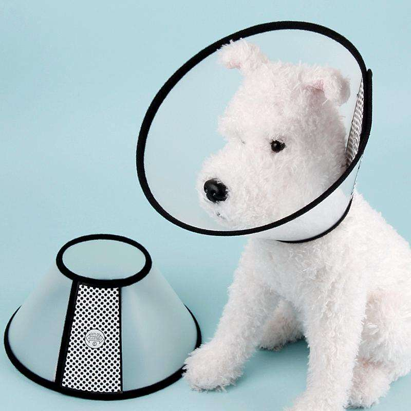 如何让猫咪的毛发保持鲜亮有光泽,猫咪毛发秃了一块