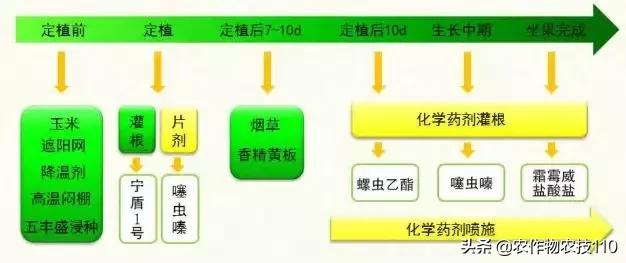 番茄界的“杀手”TY病毒和褪绿病毒，怎么对付？