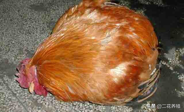 鸡采食量不好站不起来,鸡采食量下降是怎么回事