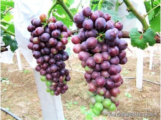 承德德润祥家庭农场,承德市德润祥家庭农场