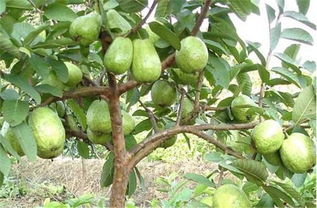 番石榴种植与管理技术和注意事项,番石榴种植技术和管理方法