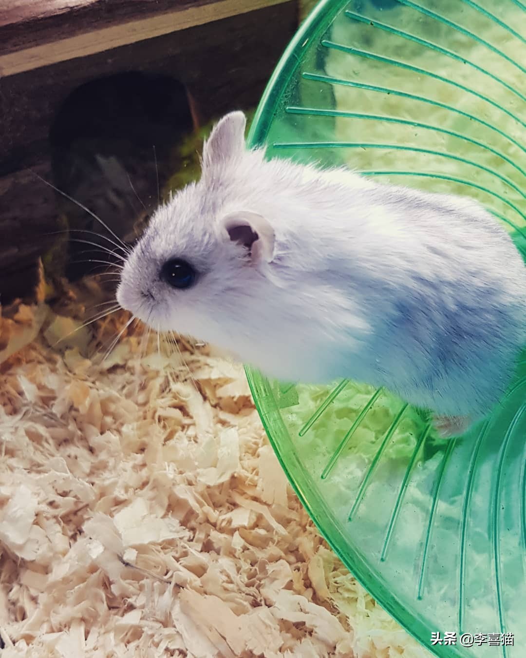 怎么养仓鼠才不会让它无聊,仓鼠该怎么养它让它熟悉主人