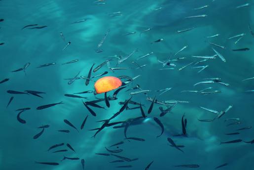 觅春出行湖岛度假丨来泊洲佰翔一键解锁春天吧！