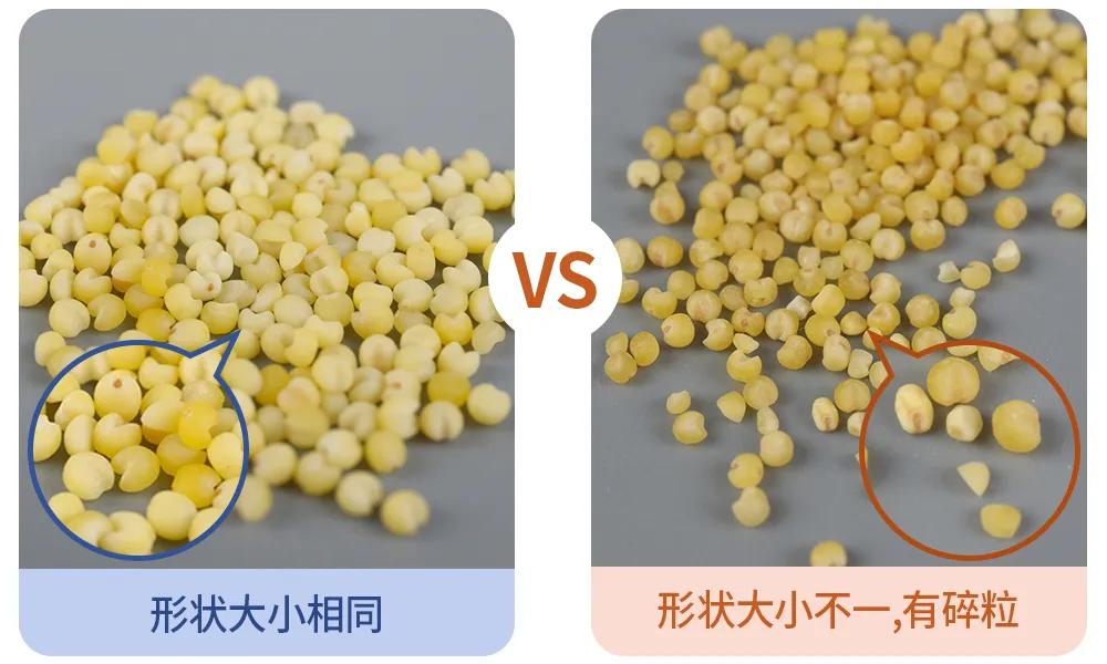 黄小米各种美食做法,黄小米美食视频