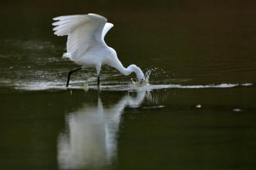 高空捉虫，水下捕鱼，还能看到紫外线，鸟类的眼睛里藏着什么秘密